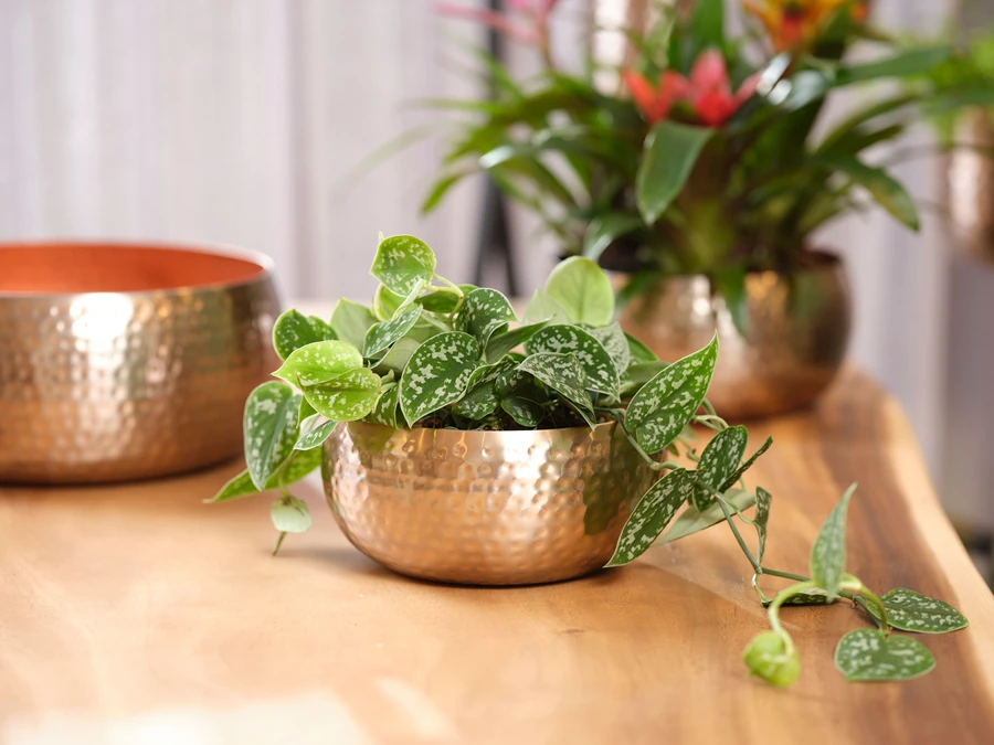 Plantenschaal Kody - D24 X H11cm - Rosu00e9 Goud - Afbeelding 2