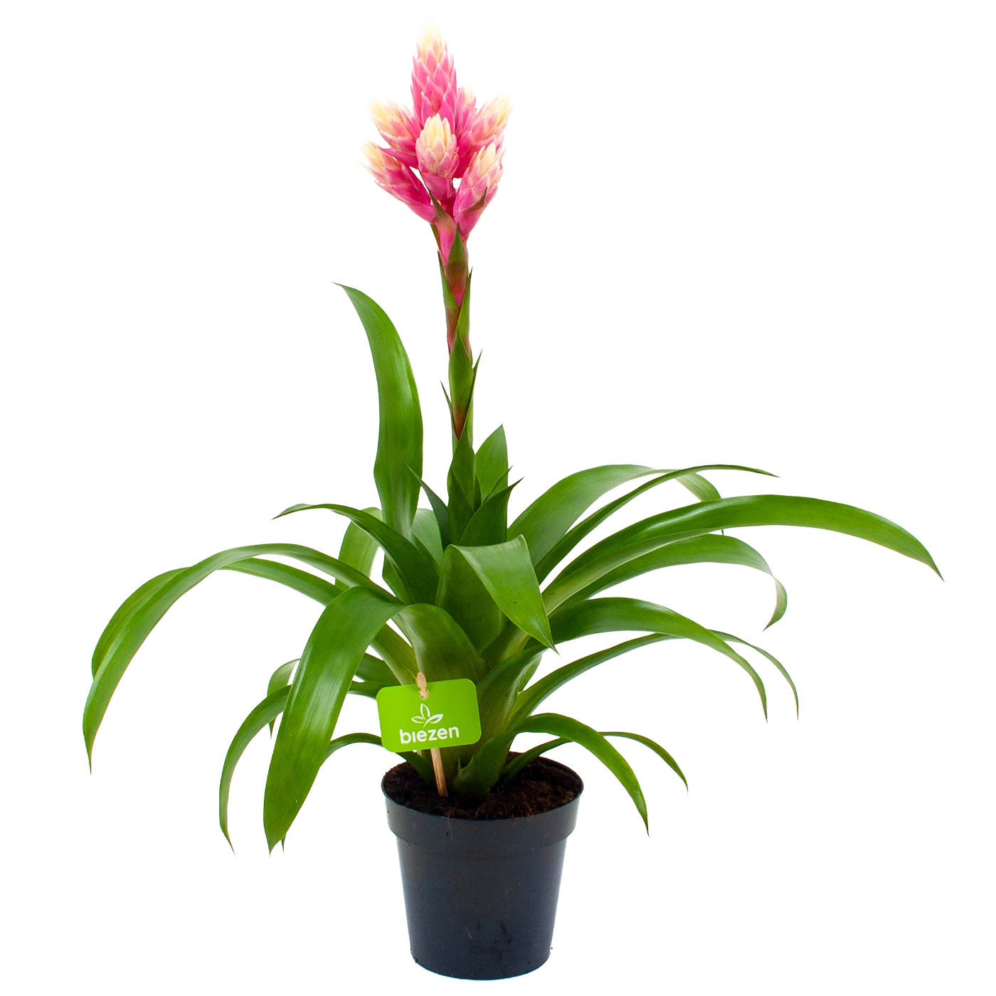 Bromelia Guzmania Candy - P12 H55 Roze - Kamerplant 1 Bromelia Guzmania Candy - P12 H55 Roze - Kamerplant