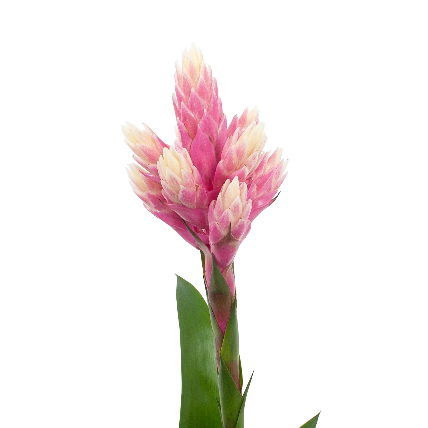 Bromelia Guzmania Candy - P12 H55 Roze - Kamerplant 2 Bromelia Guzmania Candy - P12 H55 Roze - Kamerplant - Afbeelding 2