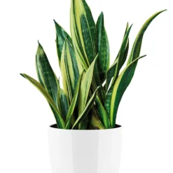 Bloempot Elho Brussels Diamond Rond 25cm - Wit -Bloeiplek Verkoopwinkel brussels diamond rond 25cm bloempot wit 6 20