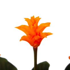 Calathea Crocata - Eeuwige Vlam - P15 H45 - Kamerplant -Bloeiplek Verkoopwinkel calathea crocata eeuwige vlam p15 h45 4