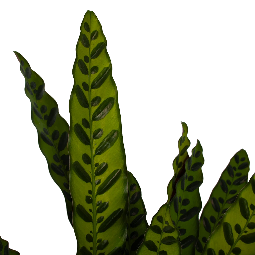 Calathea Insigne - Livingplant - P21 H60 - Kamerplant 2 Calathea Insigne - Livingplant - P21 H60 - Kamerplant - Afbeelding 2