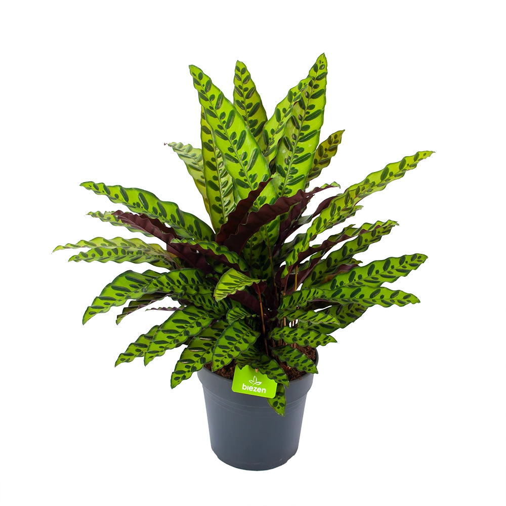 Calathea Insigne - Livingplant - P27 H80 - Kamerplant 1 Calathea Insigne - Livingplant - P27 H80 - Kamerplant