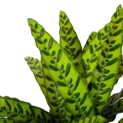 Calathea Insigne - Livingplant - P27 H80 - Kamerplant 6 Calathea Insigne - Livingplant - P27 H80 - Kamerplant -Bloeiplek Verkoopwinkel calathea insigne livingplant p27 h80 6 3