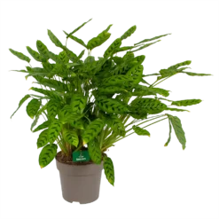 Bestsellers 1 Calathea Leopardina - Schaduwplant - P27 H90 - Kamerplant