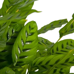 Bestsellers -Bloeiplek Verkoopwinkel calathea leopardina schaduwplant p27 h90 kamerplant 3