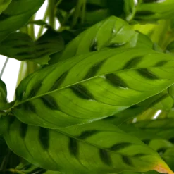 Calathea Leopardina - Schaduwplant - P27 H90 - Kamerplant -Bloeiplek Verkoopwinkel calathea leopardina schaduwplant p27 h90 kamerplant 4