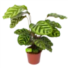 Calathea Makoyana - Pauwenplant - P17 H65 - Kamerplant