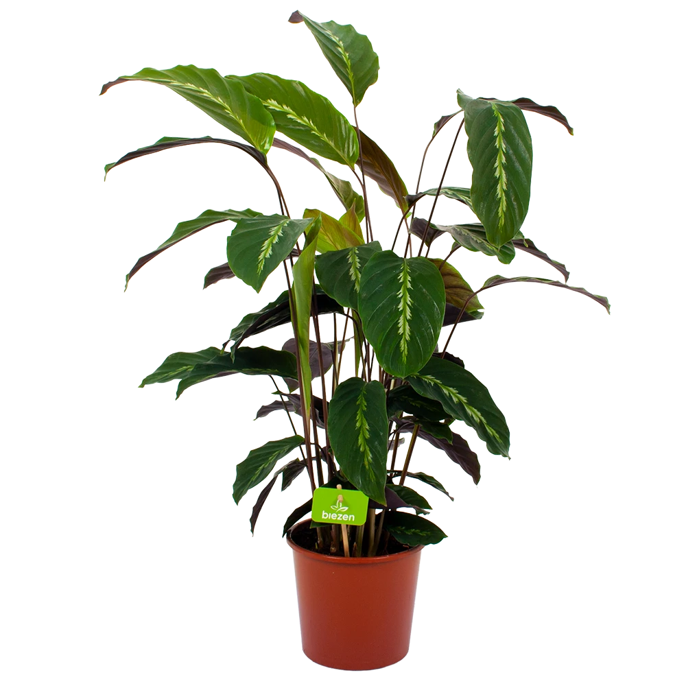 Calathea Maui Queen - Livingplant - P17 H70 - Kamerplant 1 Calathea Maui Queen - Livingplant - P17 H70 - Kamerplant