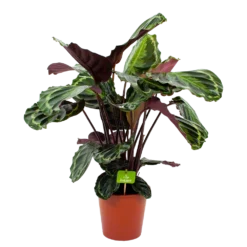 Bestsellers 19 Calathea Medaillon - Schaduwplant - P19 H75 - Kamerplant