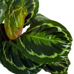 Bestsellers -Bloeiplek Verkoopwinkel calathea medaillon schaduwplant p19 h75 5