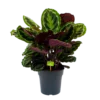 Calathea Medaillon - Schaduwplant - P27 H90 - Kamerplant