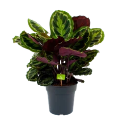 Bestsellers 21 Calathea Medaillon - Schaduwplant - P27 H90 - Kamerplant