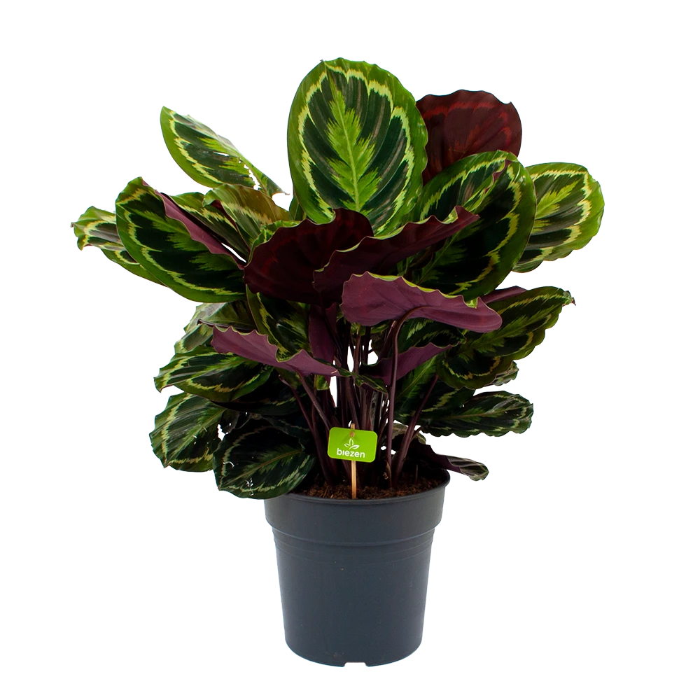Calathea Medaillon - Schaduwplant - P27 H90 - Kamerplant 1 Calathea Medaillon - Schaduwplant - P27 H90 - Kamerplant