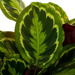 Bestsellers -Bloeiplek Verkoopwinkel calathea medaillon schaduwplant p27 h90 5 1