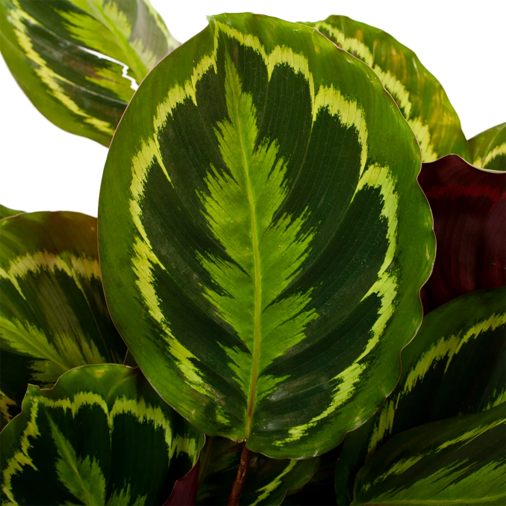 Calathea Medaillon - Schaduwplant - P27 H90 - Kamerplant 2 Calathea Medaillon - Schaduwplant - P27 H90 - Kamerplant - Afbeelding 2