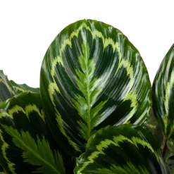 Bestsellers -Bloeiplek Verkoopwinkel calathea medaillon schaduwplant p32cm h80cm 5