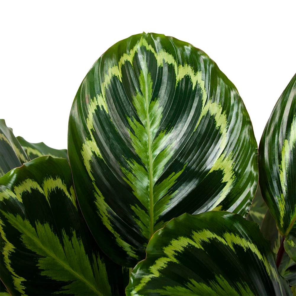 Calathea Medaillon - Schaduwplant - P32 H80 - Kamerplant 2 Calathea Medaillon - Schaduwplant - P32 H80 - Kamerplant - Afbeelding 2