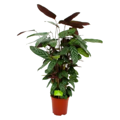 Bestsellers 23 Calathea Oppenheimiana - Pauwenplant - P21 H105 - Kamerplant