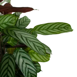 Bestsellers -Bloeiplek Verkoopwinkel calathea oppenheimiana pauwenplant p21 h105 5 1