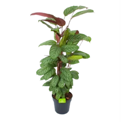 Bestsellers 7 Calathea Oppenheimiana - Schaduwplant - P27 H130 - Kamerplant