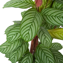Bestsellers -Bloeiplek Verkoopwinkel calathea oppenheimiana schaduwplant p27 h130 5