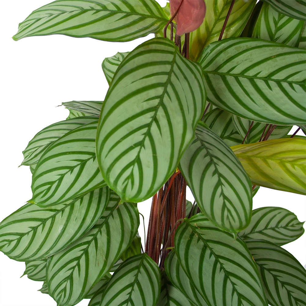 Calathea Oppenheimiana - Schaduwplant - P27 H130 - Kamerplant 2 Calathea Oppenheimiana - Schaduwplant - P27 H130 - Kamerplant - Afbeelding 2