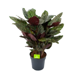 Bestsellers 3 Calathea Ornata - Livingplant - P27 H80 - Kamerplant