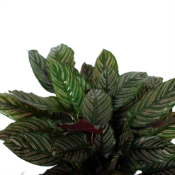 Bestsellers -Bloeiplek Verkoopwinkel calathea ornata livingplant p27 h80 5 3