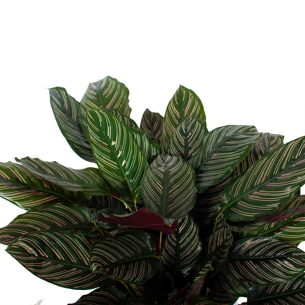 Calathea Ornata - Livingplant - P27 H80 - Kamerplant 2 Calathea Ornata - Livingplant - P27 H80 - Kamerplant - Afbeelding 2
