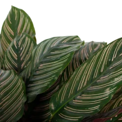 Calathea Ornata - Livingplant - P27 H80 - Kamerplant 6 Calathea Ornata - Livingplant - P27 H80 - Kamerplant -Bloeiplek Verkoopwinkel calathea ornata livingplant p27 h80 6 3