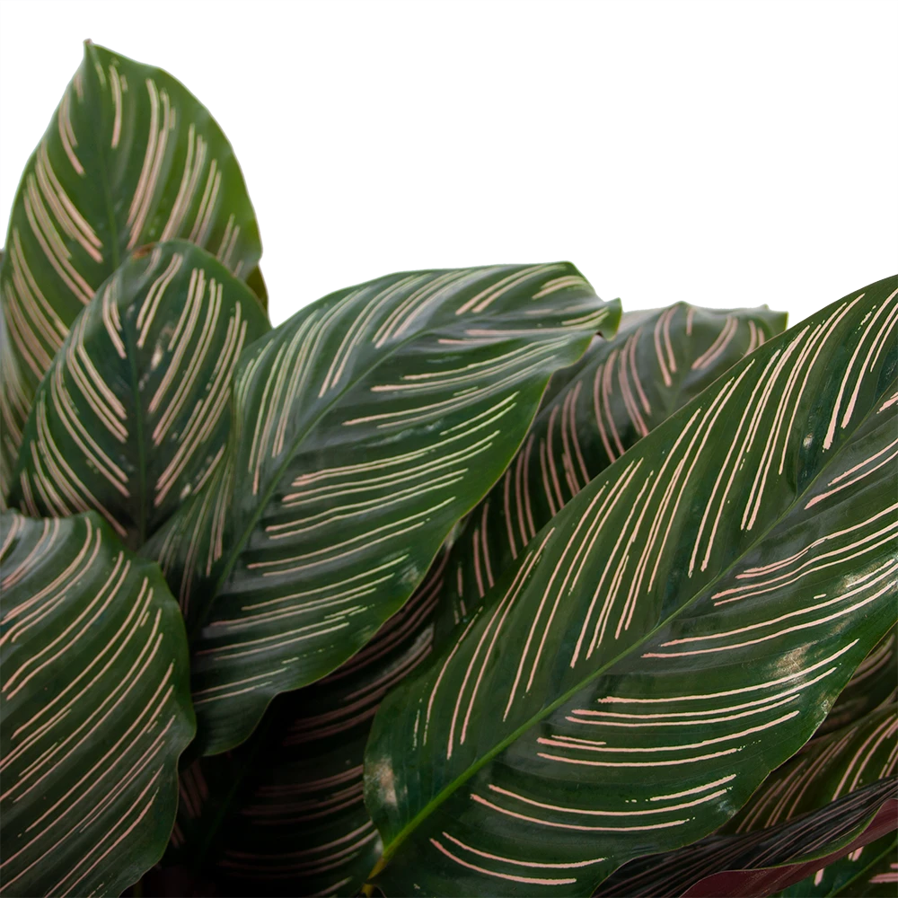 Calathea Ornata - Livingplant - P27 H80 - Kamerplant 3 Calathea Ornata - Livingplant - P27 H80 - Kamerplant - Afbeelding 3