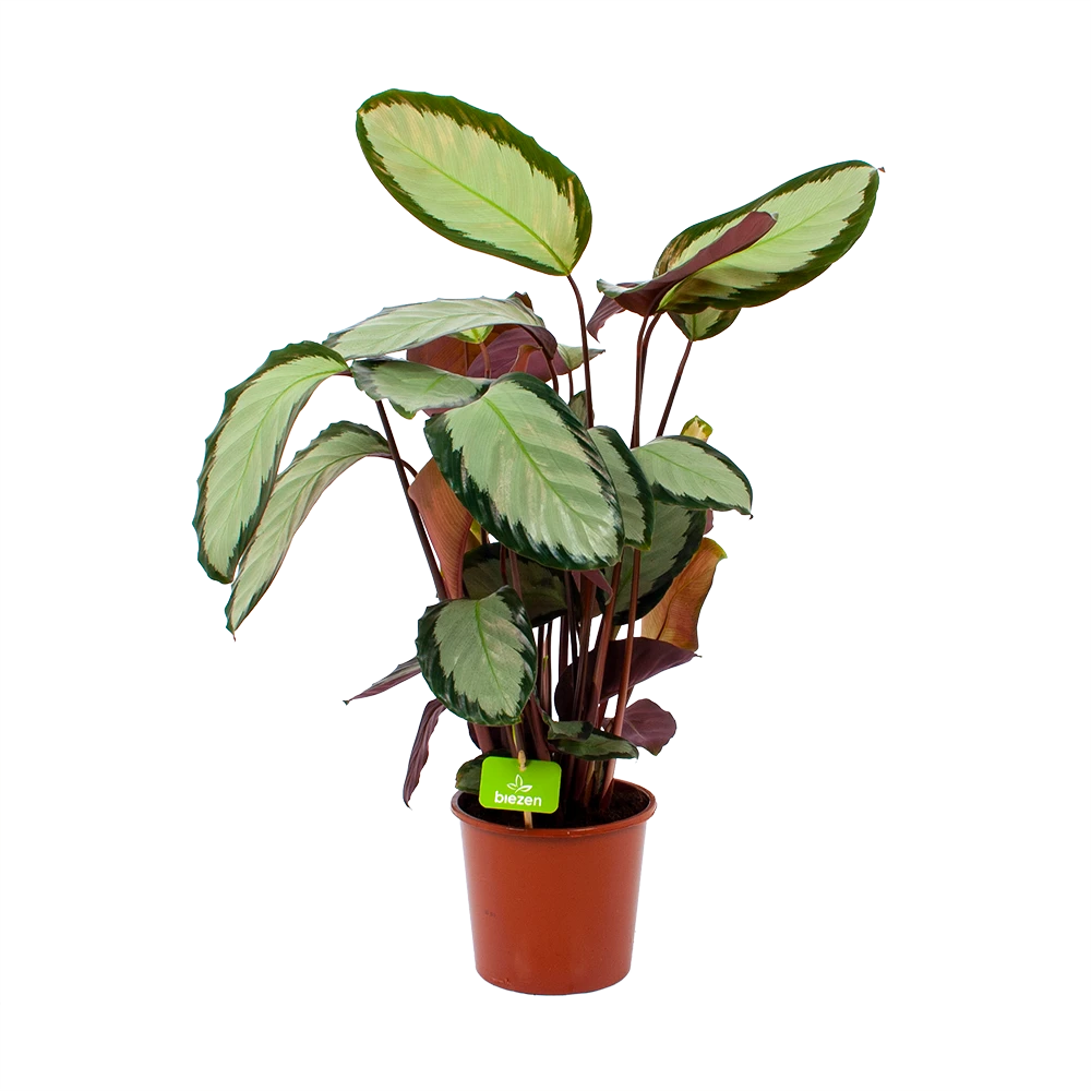 Calathea Picturata - Livingplant - P17 H65 - Kamerplant 1 Calathea Picturata - Livingplant - P17 H65 - Kamerplant