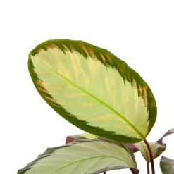 Bestsellers -Bloeiplek Verkoopwinkel calathea picturata livingplant p17 h65 5