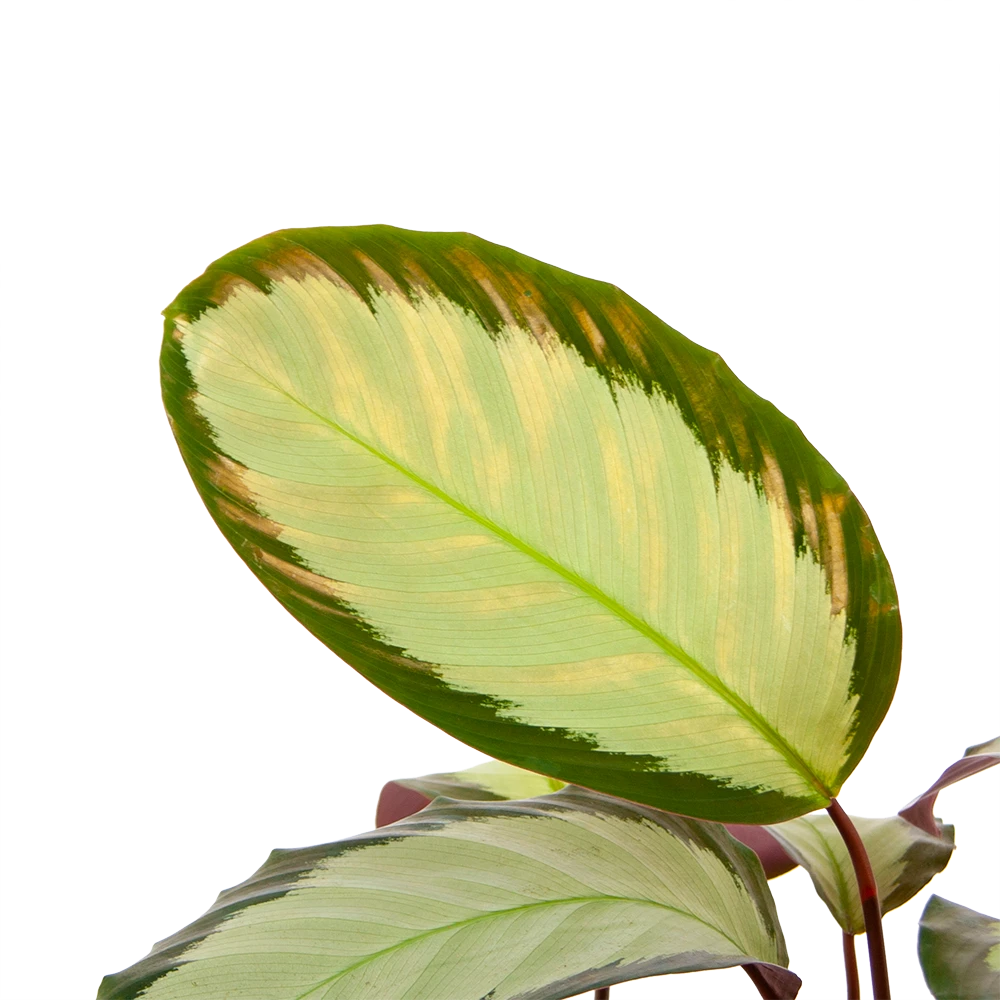 Calathea Picturata - Livingplant - P17 H65 - Kamerplant 2 Calathea Picturata - Livingplant - P17 H65 - Kamerplant - Afbeelding 2