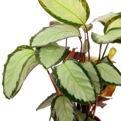 Calathea Picturata - Livingplant - P17 H65 - Kamerplant 6 Calathea Picturata - Livingplant - P17 H65 - Kamerplant -Bloeiplek Verkoopwinkel calathea picturata livingplant p17 h65 6