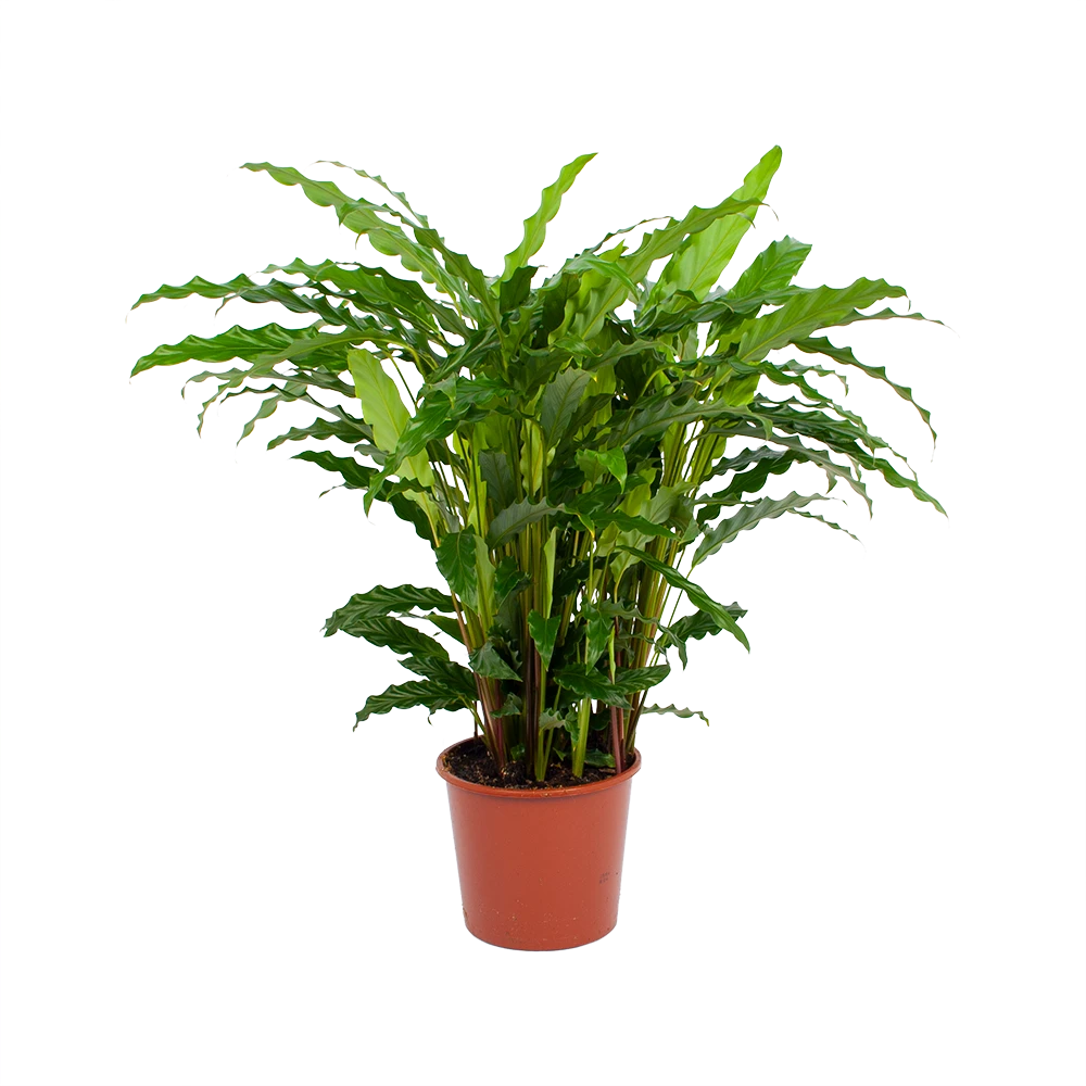 Calathea Rufibarba Bluegrass - Pauwenplant - P17 H65 - Kamerplant 1 Calathea Rufibarba Bluegrass - Pauwenplant - P17 H65 - Kamerplant