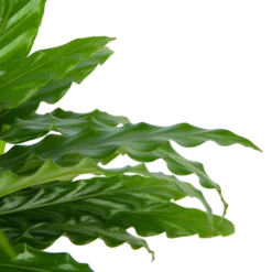 Calathea Rufibarba Bluegrass - Pauwenplant - P17 H65 - Kamerplant 8 Calathea Rufibarba Bluegrass - Pauwenplant - P17 H65 - Kamerplant -Bloeiplek Verkoopwinkel calathea rufibarba bluegrass pauwenplant p17 h65 6