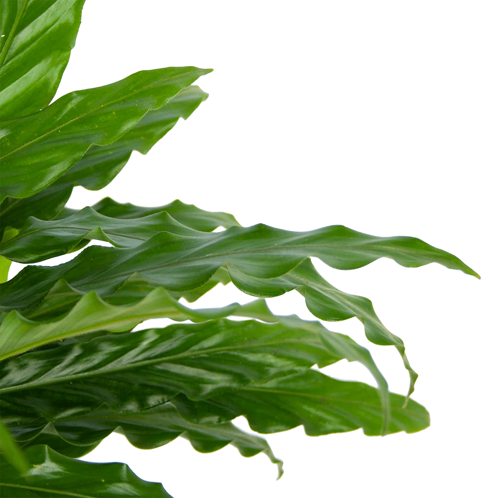 Calathea Rufibarba Bluegrass - Pauwenplant - P17 H65 - Kamerplant 4 Calathea Rufibarba Bluegrass - Pauwenplant - P17 H65 - Kamerplant - Afbeelding 4