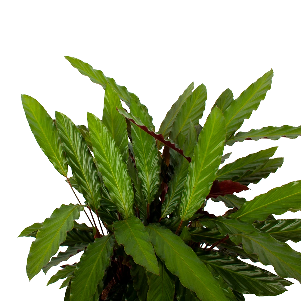 Calathea Rufibarba Wavestar - Pauwenplant - P27 H90 - Kamerplant 2 Calathea Rufibarba Wavestar - Pauwenplant - P27 H90 - Kamerplant - Afbeelding 2
