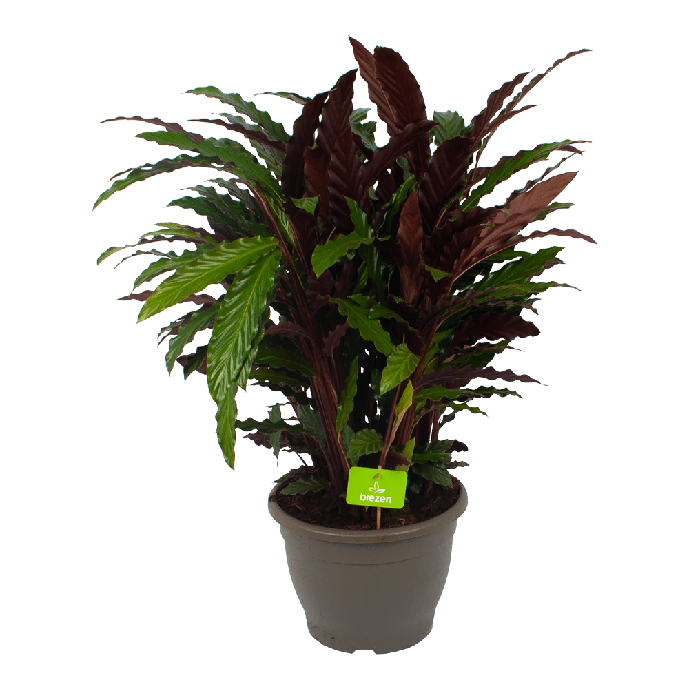 Calathea Rufibarba Wavestar - Pauwenplant - P32 H80 - Kamerplant 1 Calathea Rufibarba Wavestar - Pauwenplant - P32 H80 - Kamerplant