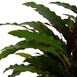 Calathea Rufibarba Wavestar - Pauwenplant - P32 H80 - Kamerplant 6 Calathea Rufibarba Wavestar - Pauwenplant - P32 H80 - Kamerplant -Bloeiplek Verkoopwinkel calathea rufibarba wavestar pauwenplant p32 h80 5