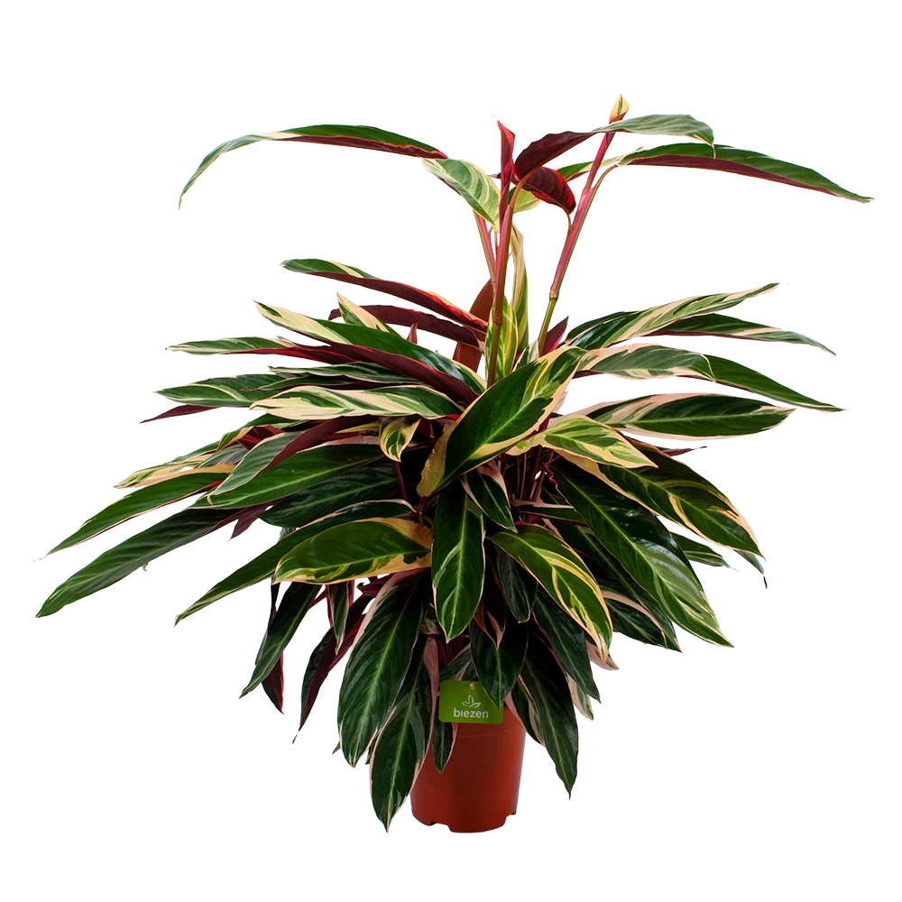 Calathea Stromante Triostar - Schaduwplant - P21 H105 - Kamerplant 1 Calathea Stromante Triostar - Schaduwplant - P21 H105 - Kamerplant