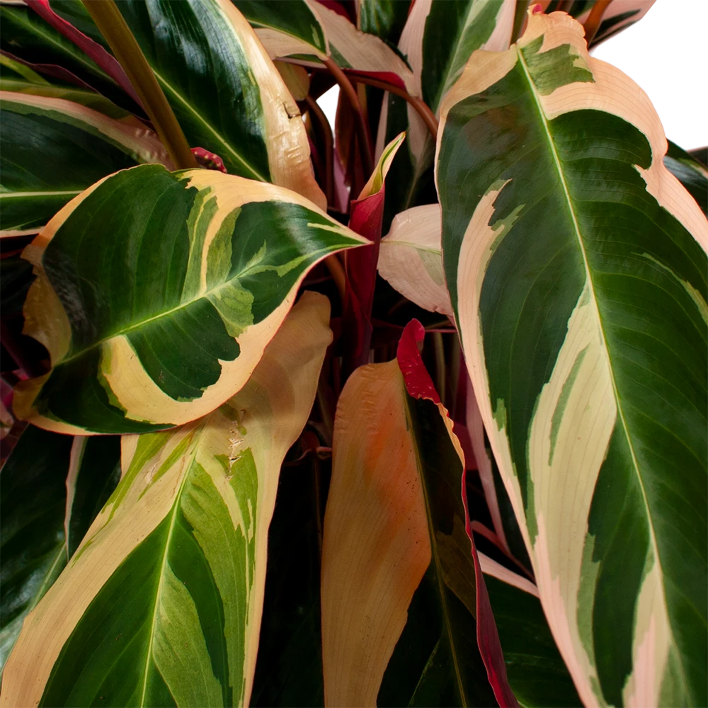 Calathea Stromante Triostar - Schaduwplant - P21 H105 - Kamerplant 2 Calathea Stromante Triostar - Schaduwplant - P21 H105 - Kamerplant - Afbeelding 2