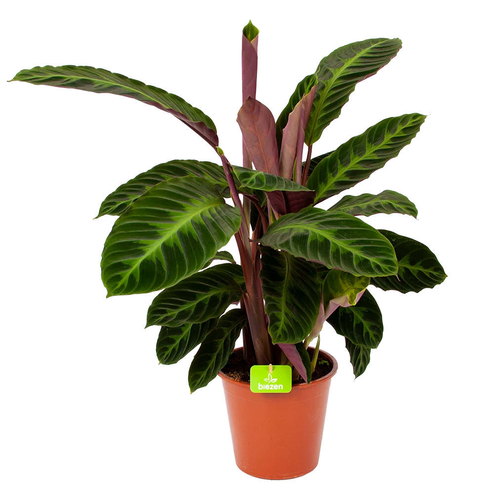Calathea Warcewiczii - Livingplant - P19 H75 - Kamerplant 1 Calathea Warcewiczii - Livingplant - P19 H75 - Kamerplant
