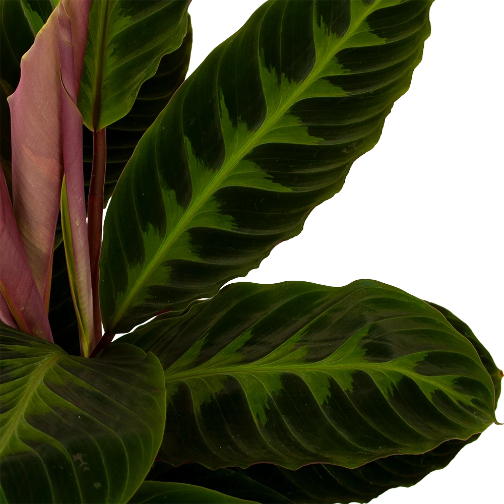 Calathea Warcewiczii - Livingplant - P19 H75 - Kamerplant 2 Calathea Warcewiczii - Livingplant - P19 H75 - Kamerplant - Afbeelding 2