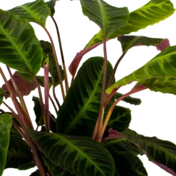 Bestsellers -Bloeiplek Verkoopwinkel calathea warcewiczii livingplant p21 h75 5 1