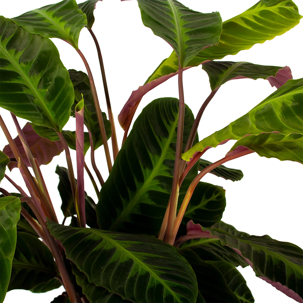 Calathea Warcewiczii - Livingplant - P21 H75 - Kamerplant 2 Calathea Warcewiczii - Livingplant - P21 H75 - Kamerplant - Afbeelding 2
