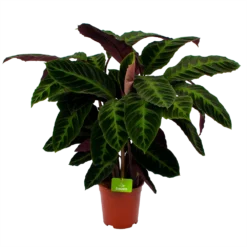 Bestsellers 11 Calathea Warcewiczii - Livingplant - P21 H90 - Kamerplant