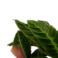 Bestsellers -Bloeiplek Verkoopwinkel calathea warcewiczii livingplant p21 h90 2